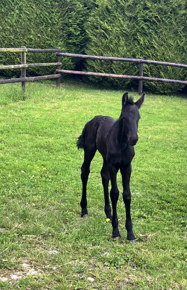 Colt Friesian For sale 2026 Black
