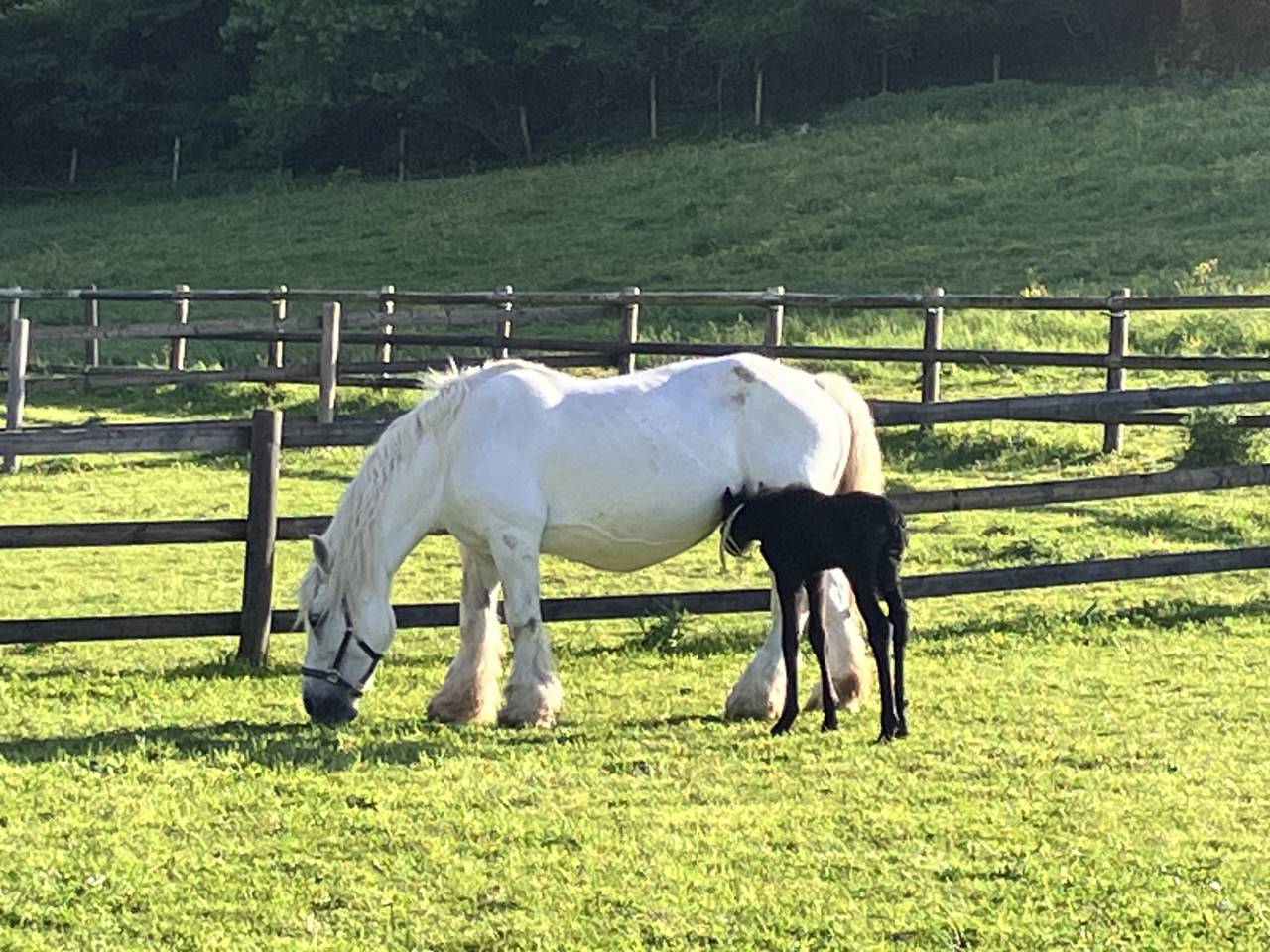 Colt Friesian For sale 2026 Black