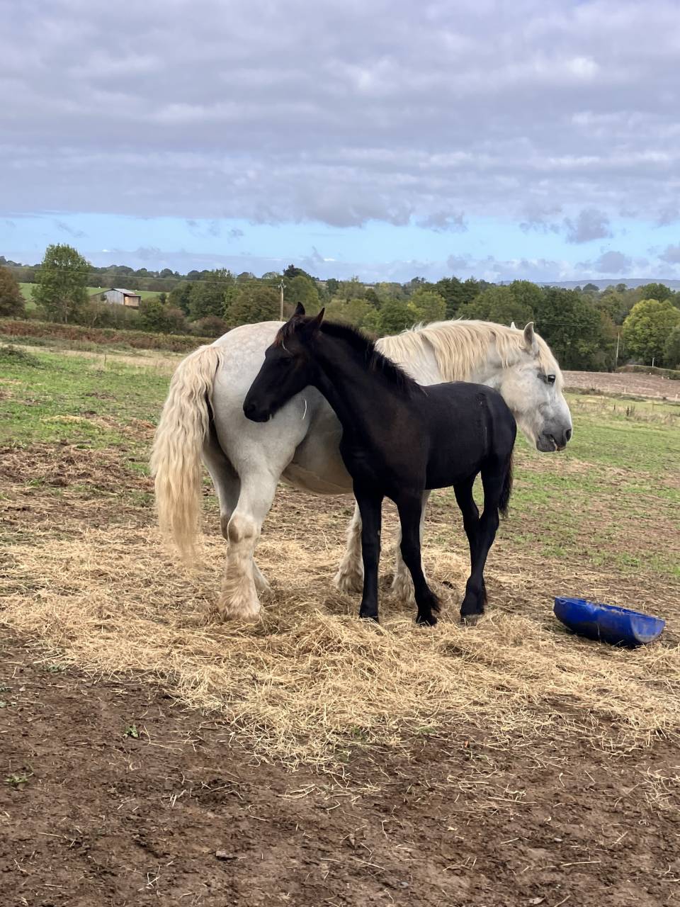 Colt Friesian For sale 2026 Black