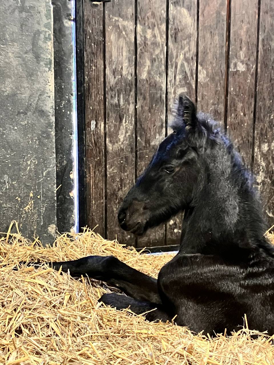 Colt Friesian For sale 2026 Black