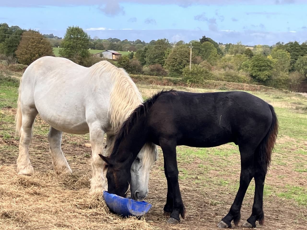 Colt Friesian For sale 2026 Black