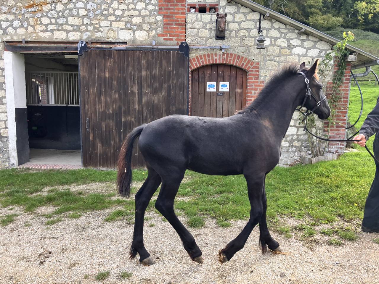 Colt Friesian For sale 2026 Black