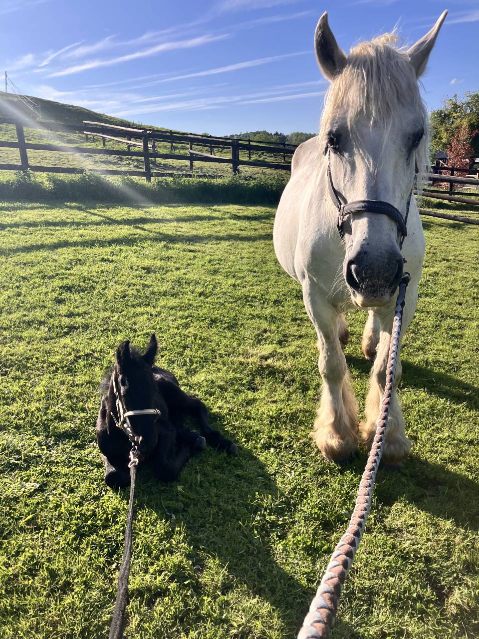 Colt Friesian For sale 2026 Black