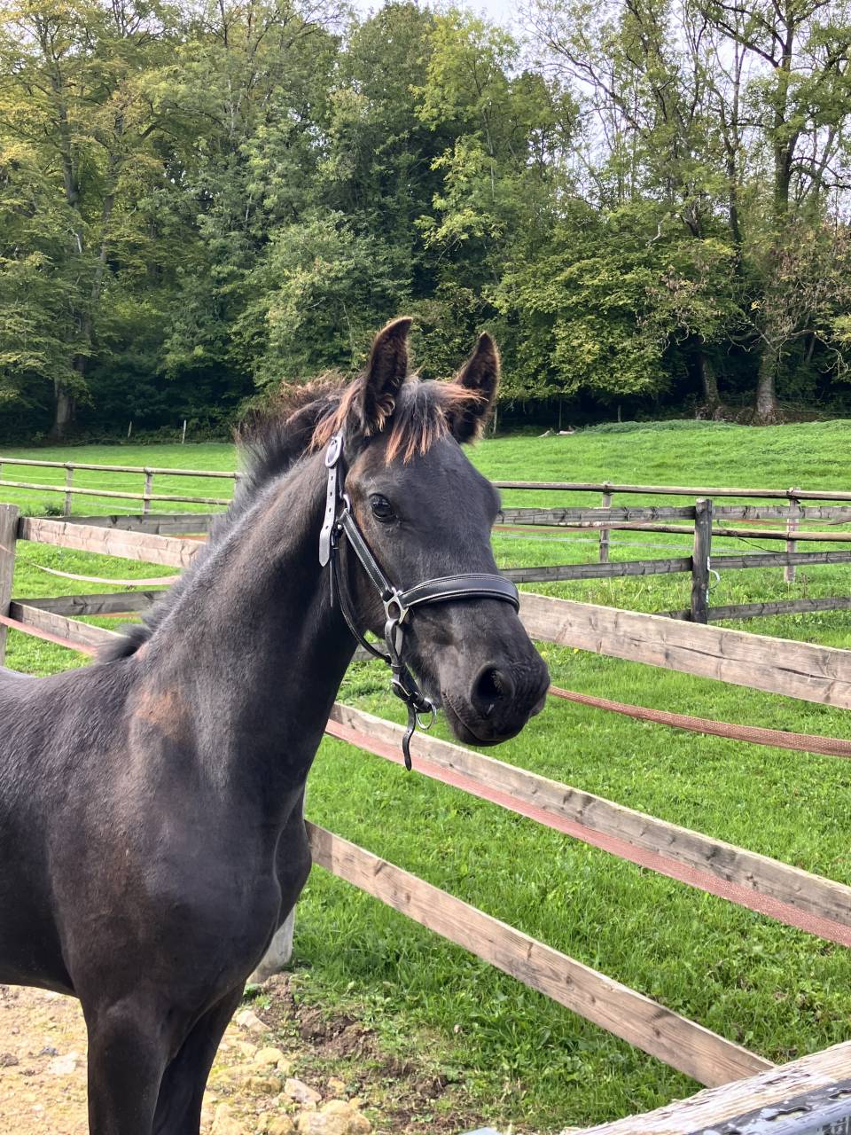 Colt Friesian For sale 2026 Black