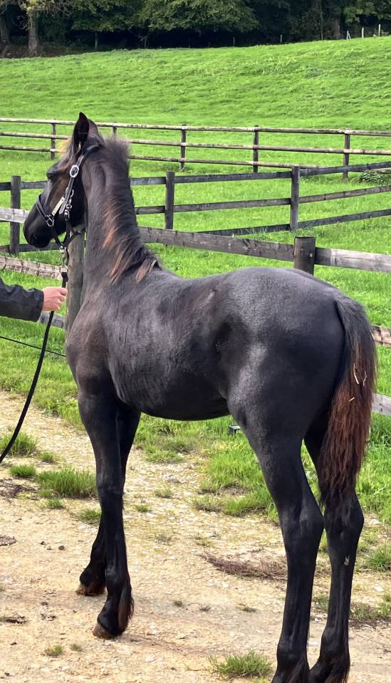 Colt Friesian For sale 2026 Black