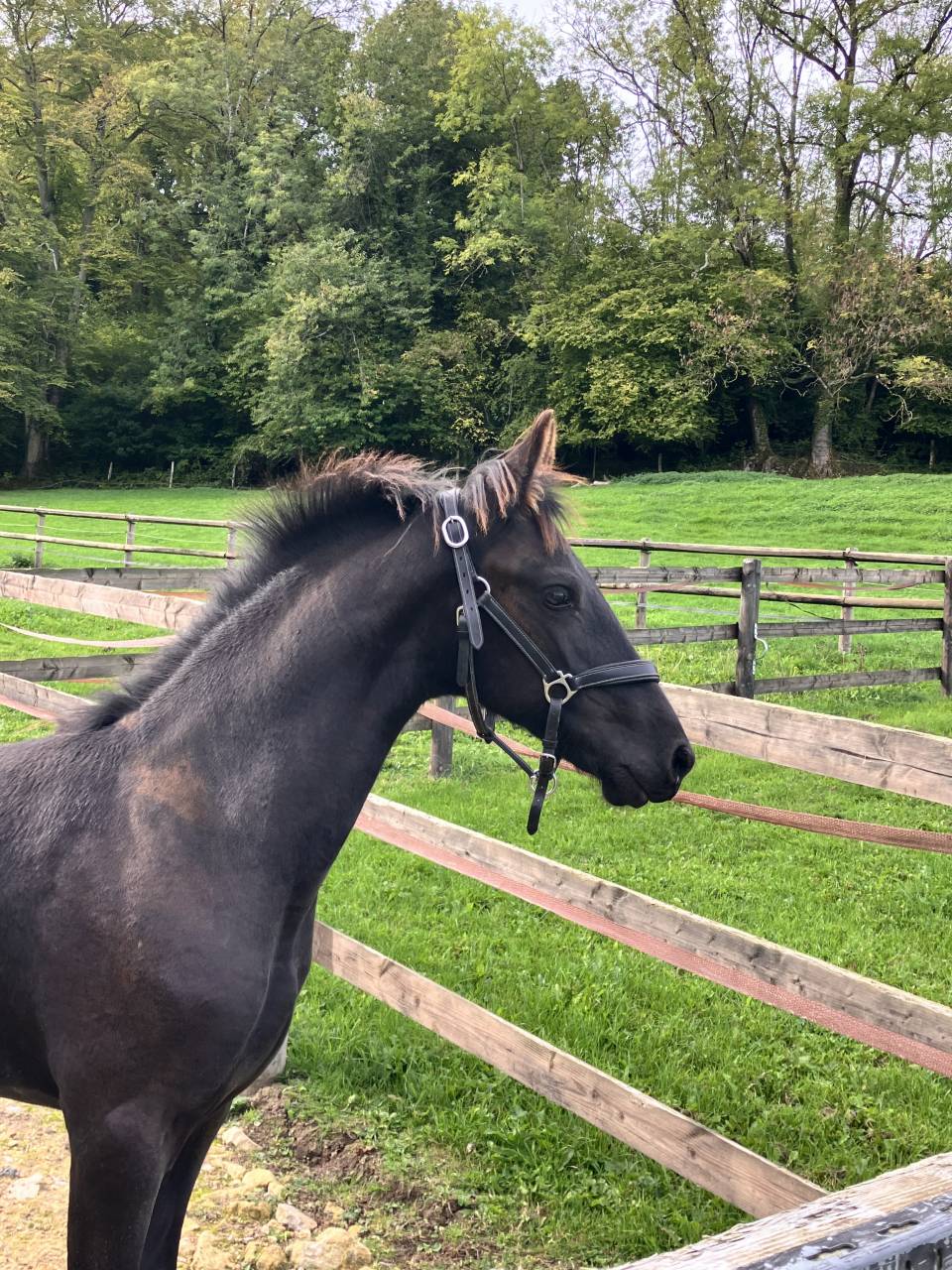 Colt Friesian For sale 2026 Black