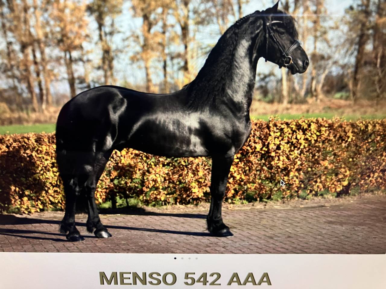 Colt Friesian For sale 2026 Black