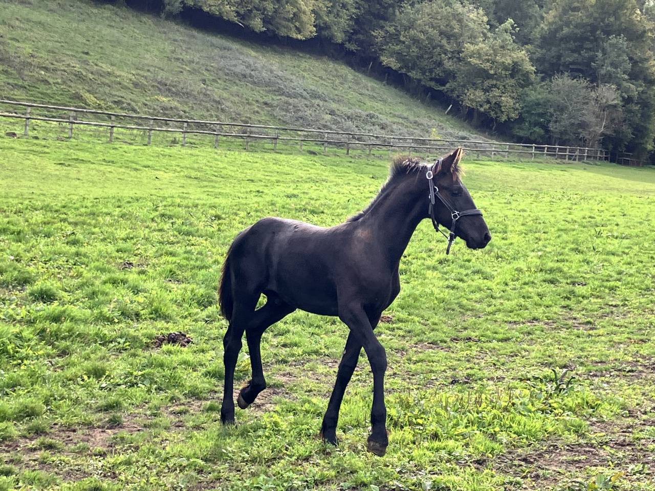 Colt Friesian For sale 2026 Black