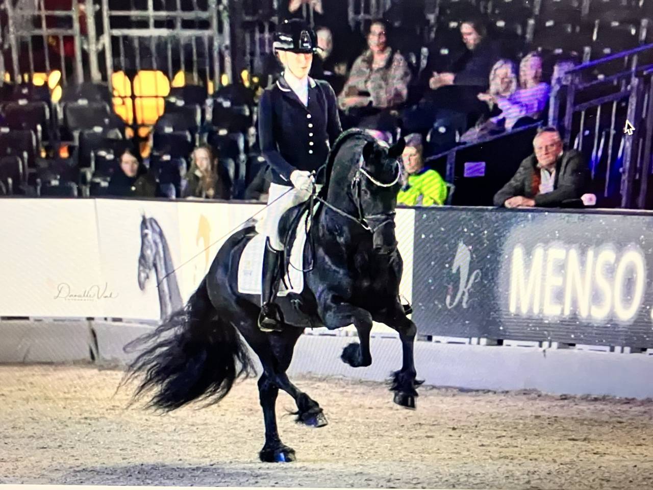 Colt Friesian For sale 2026 Black