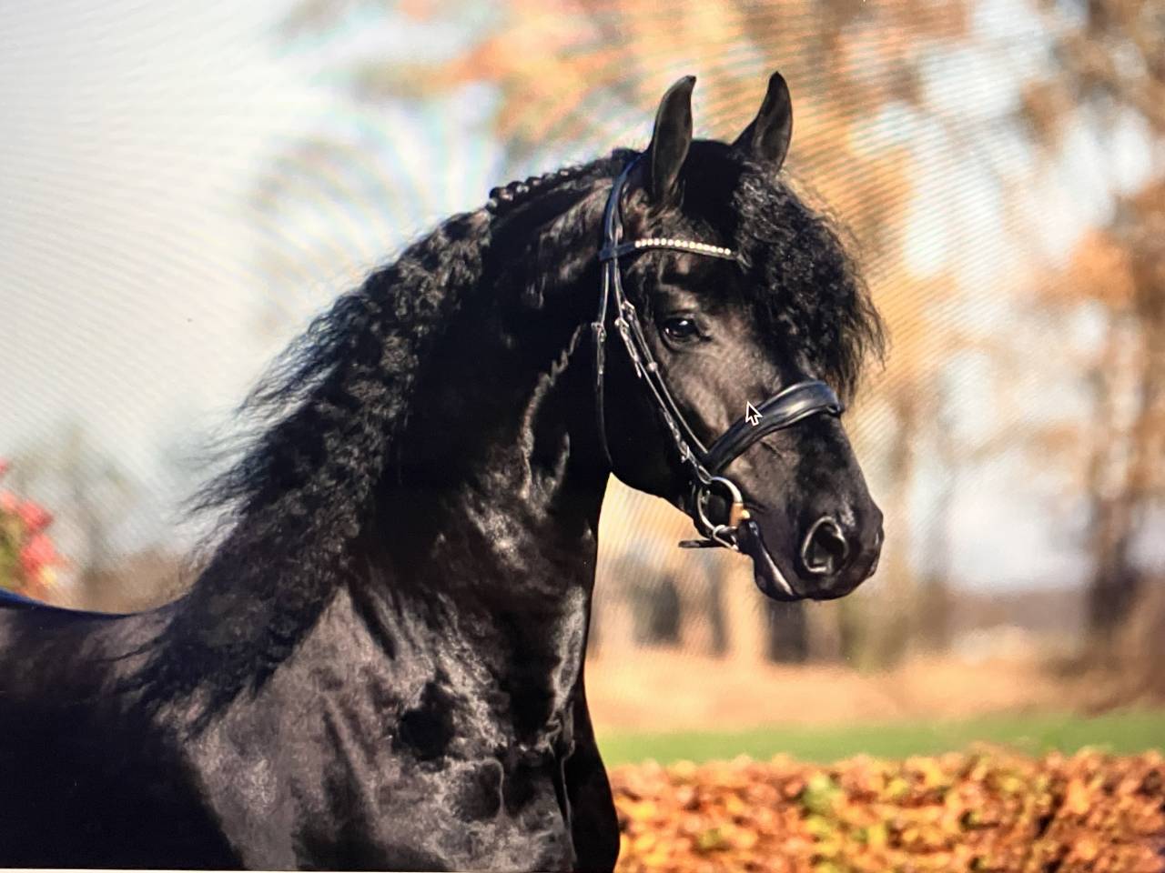 Colt Friesian For sale 2026 Black