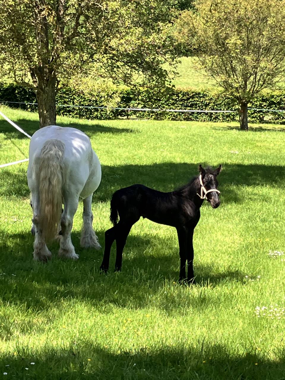 Colt Friesian For sale 2026 Black