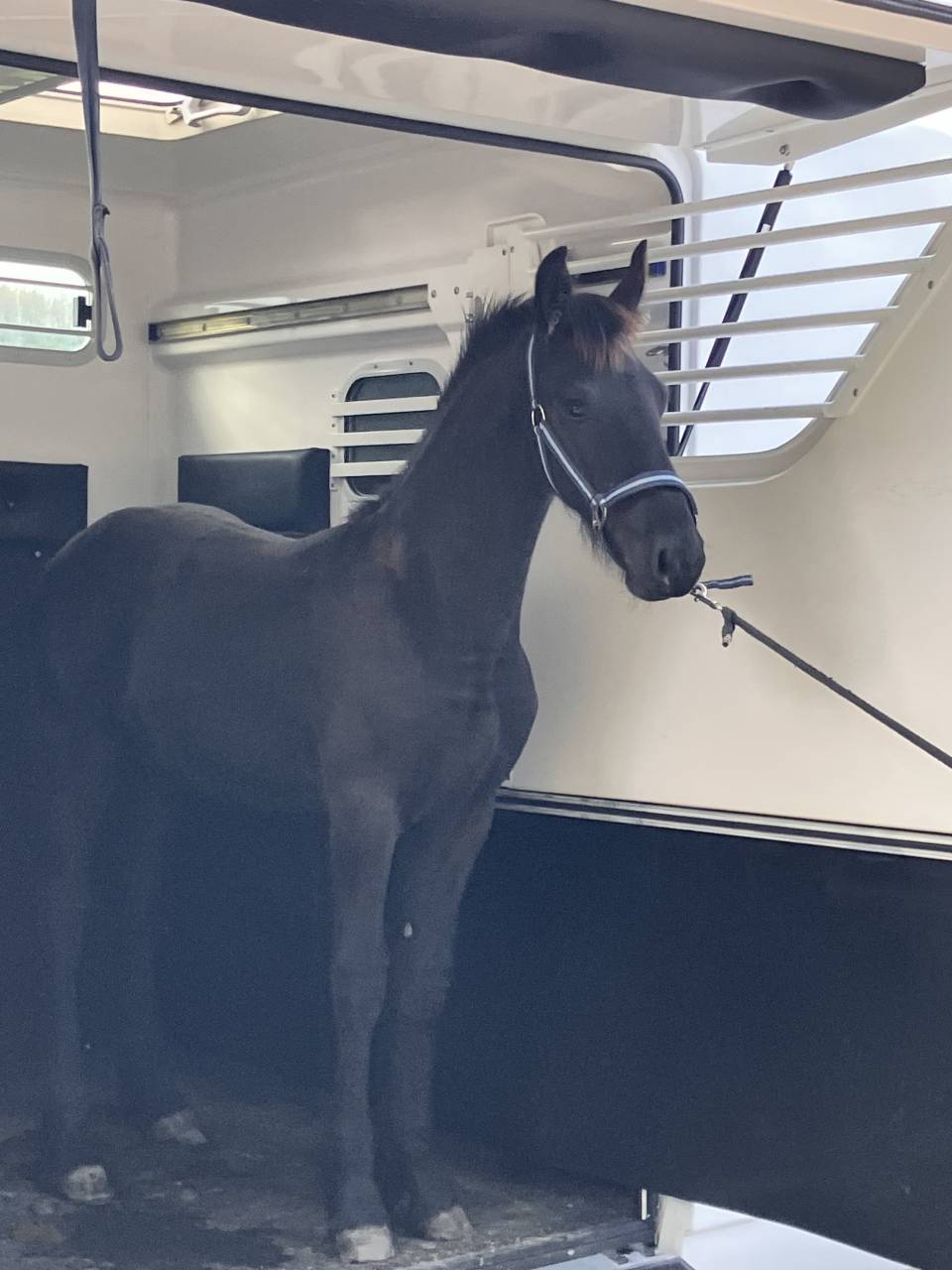 Colt Friesian For sale 2026 Black