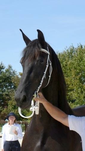 Colt Friesian For sale 2026 Black