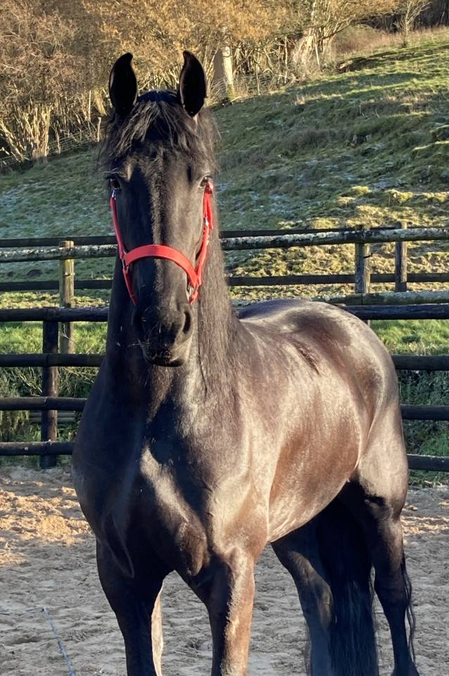 Colt Friesian For sale 2026 Black