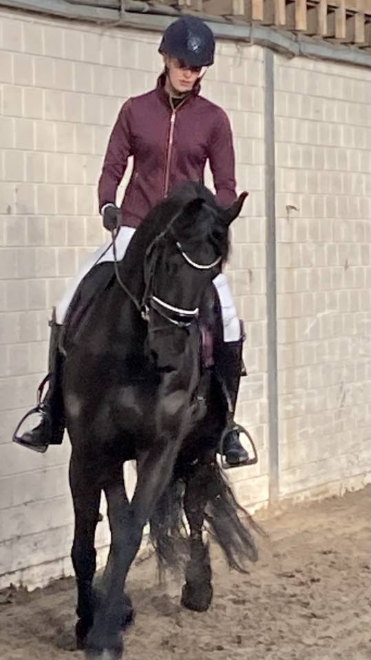 Colt Friesian For sale 2026 Black