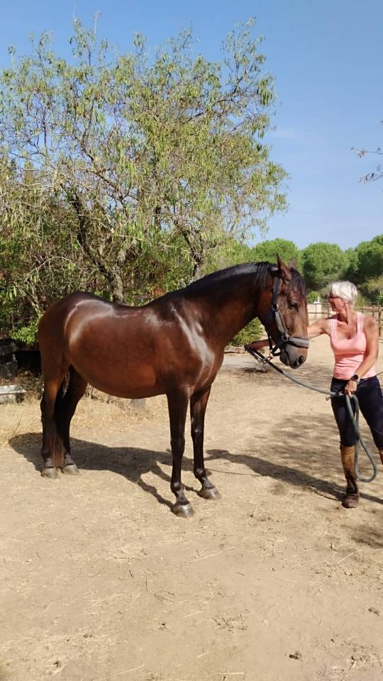 Gelding PRE Pure Spanish Bred For sale 2022 Dark Bay