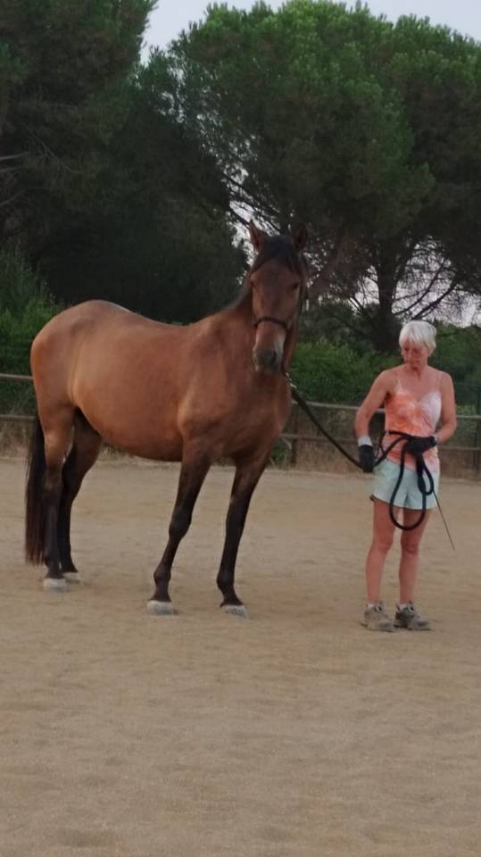 Gelding PRE Pure Spanish Bred For sale 2022 Dark Bay