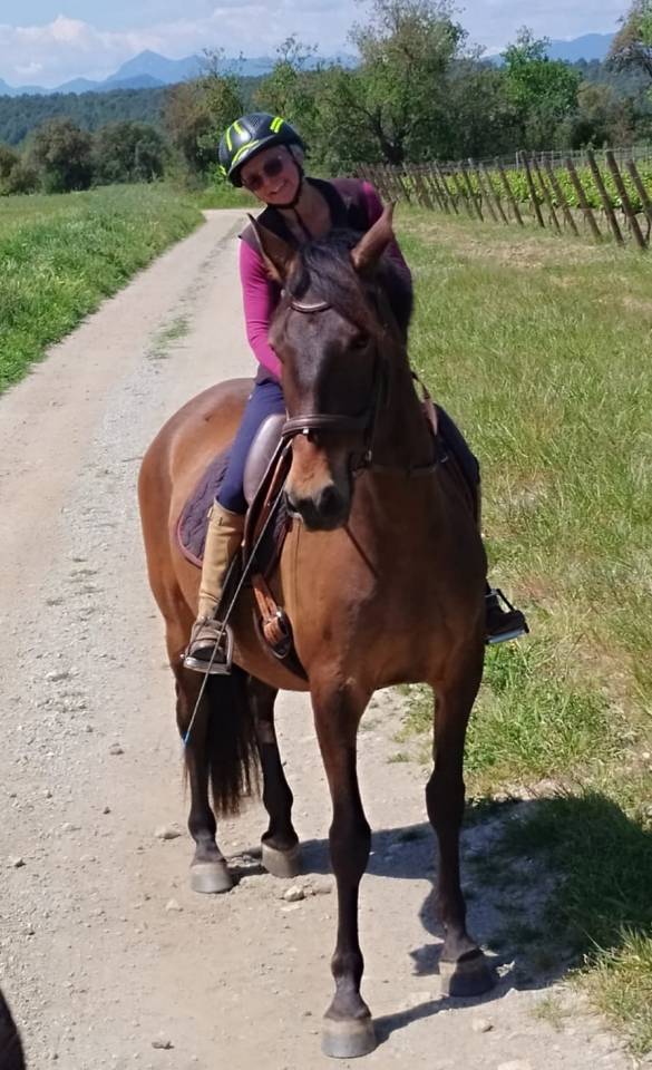 Gelding PRE Pure Spanish Bred For sale 2022 Dark Bay