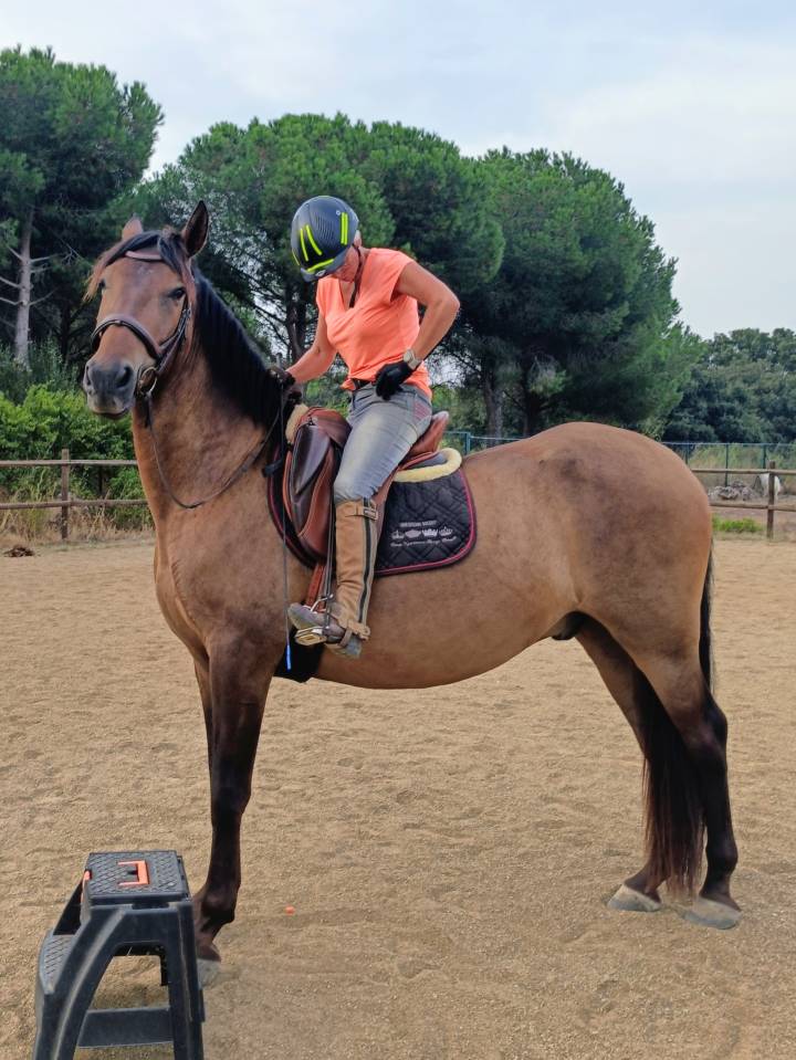 Gelding PRE Pure Spanish Bred For sale 2022 Dark Bay