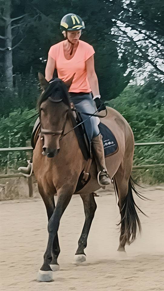 Gelding PRE Pure Spanish Bred For sale 2022 Dark Bay
