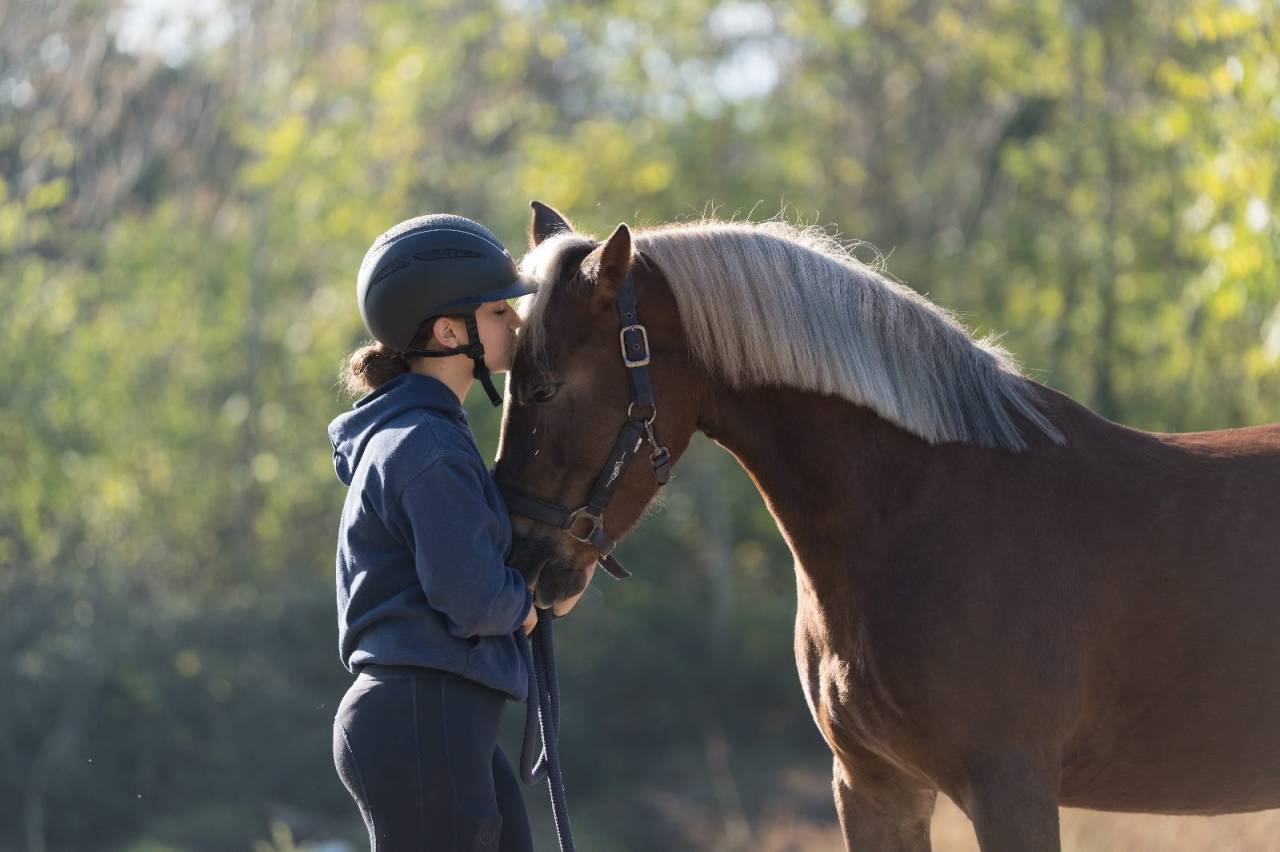Mare Origin Recorded For sale 2015 Chesnut