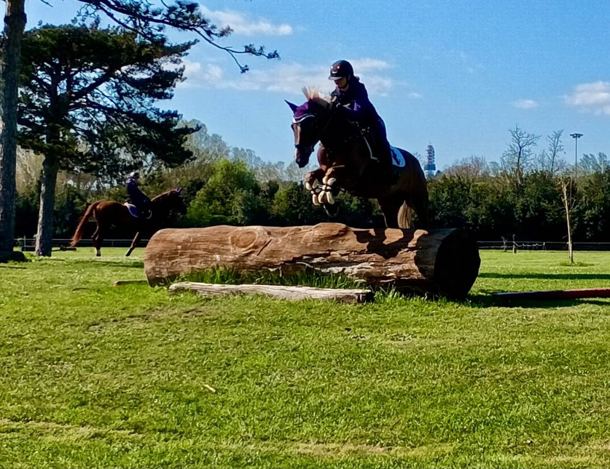 Mare Origin Recorded For sale 2015 Chesnut