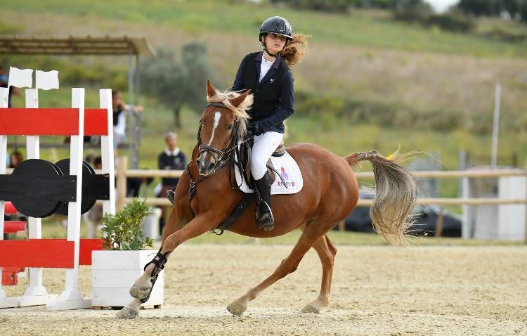 Mare Origin Recorded For sale 2015 Chesnut