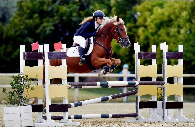 Mare Origin Recorded For sale 2015 Chesnut