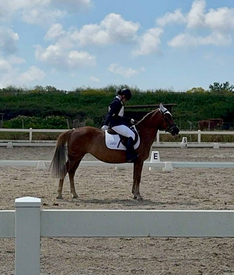 Mare Origin Recorded For sale 2015 Chesnut