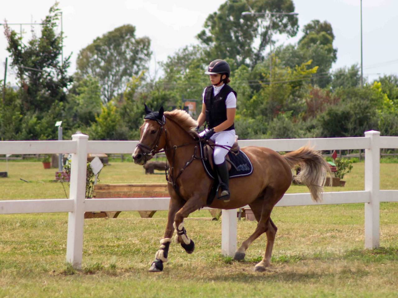 Mare Origin Recorded For sale 2015 Chesnut