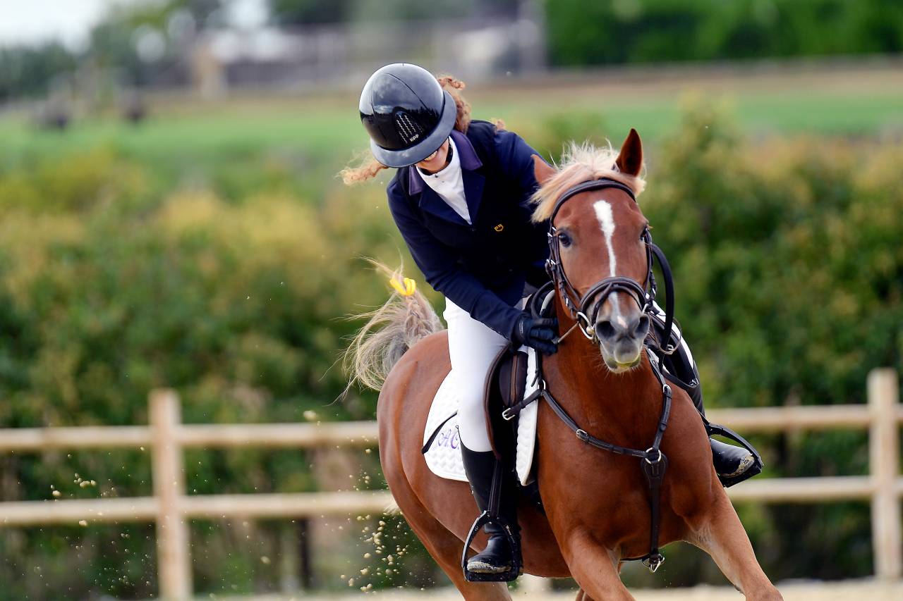 Mare Origin Recorded For sale 2015 Chesnut