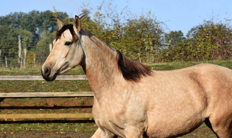 Mare PRE Pure Spanish Bred For sale 2023 Buckskin