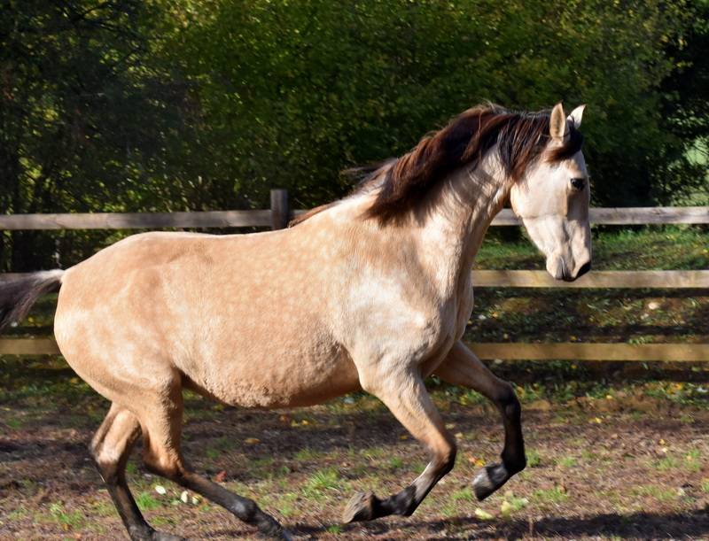 Mare PRE Pure Spanish Bred For sale 2023 Buckskin