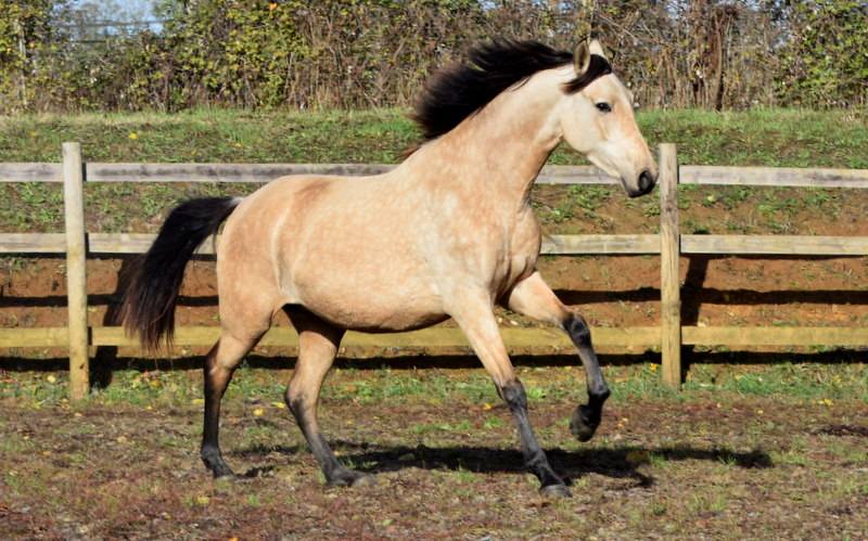 Mare PRE Pure Spanish Bred For sale 2023 Buckskin