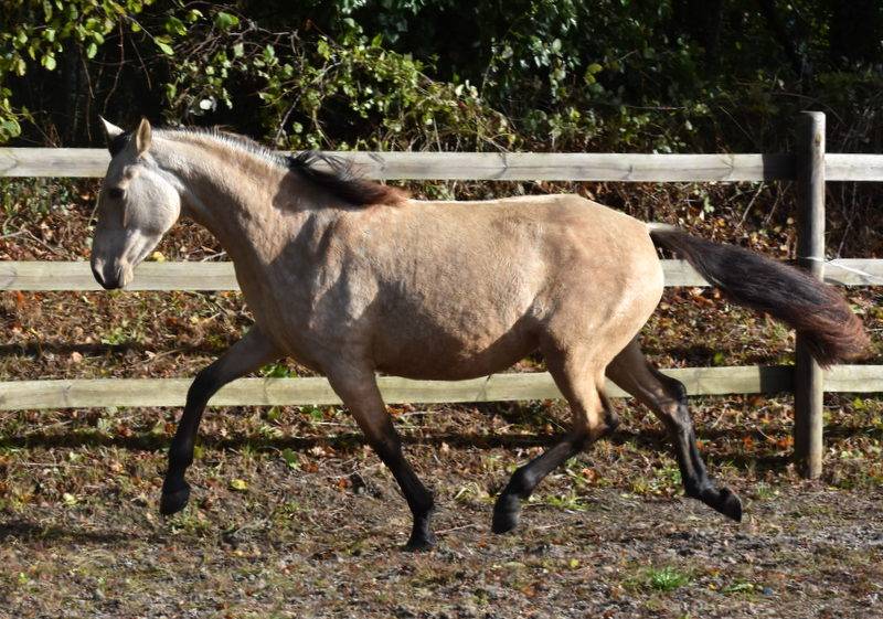 Mare PRE Pure Spanish Bred For sale 2023 Buckskin