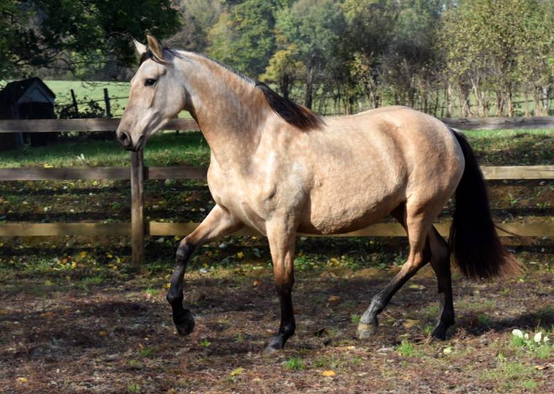 Mare PRE Pure Spanish Bred For sale 2023 Buckskin