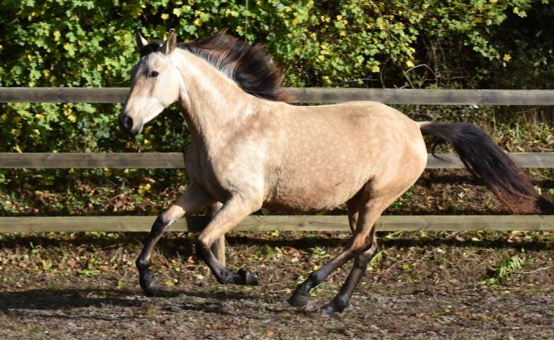Mare PRE Pure Spanish Bred For sale 2023 Buckskin
