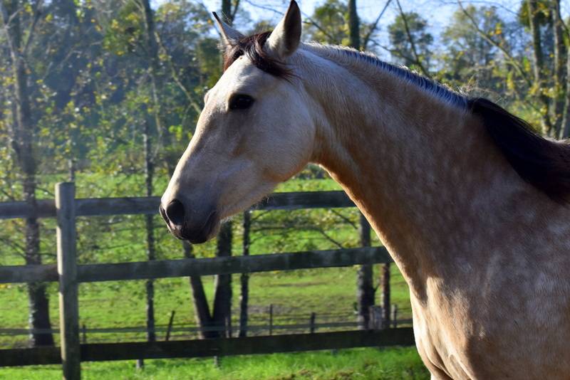 Mare PRE Pure Spanish Bred For sale 2023 Buckskin