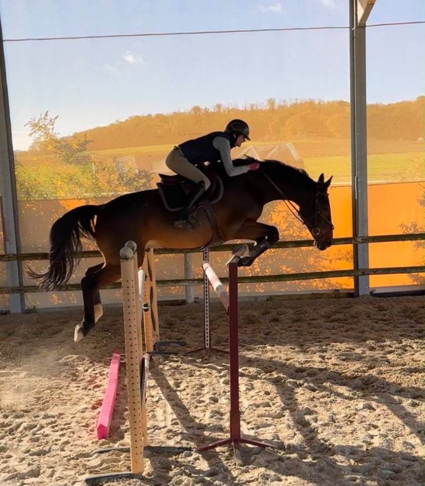 Gelding sBs Belgian Warmblood For sale 2018 Bay