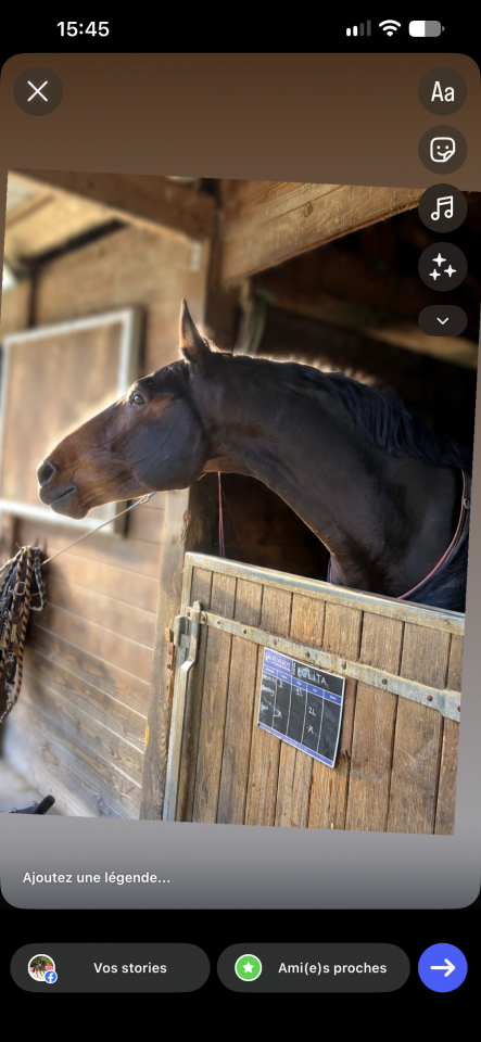 Gelding sBs Belgian Warmblood For sale 2018 Bay