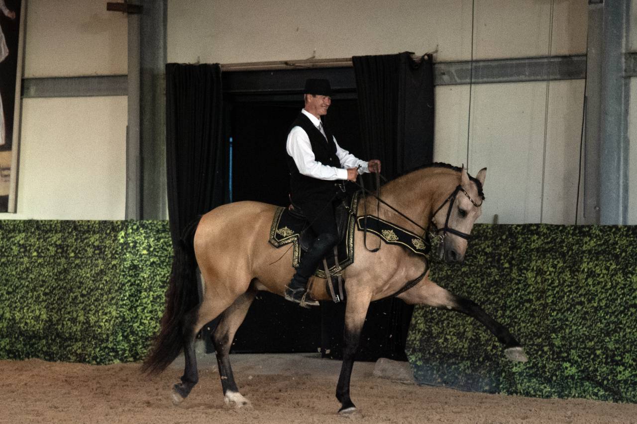 Gelding Lusitano For sale 2017 Buckskin