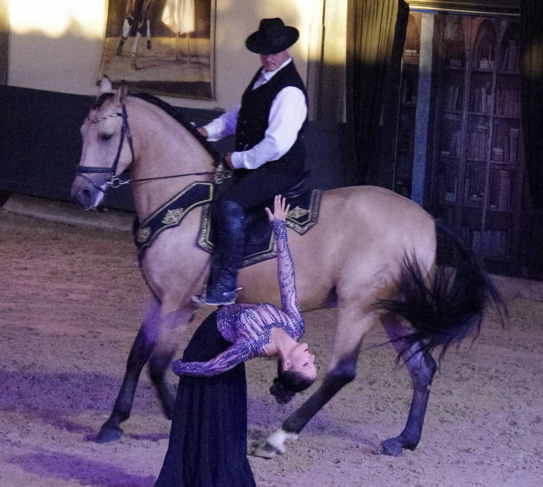 Gelding Lusitano For sale 2017 Buckskin