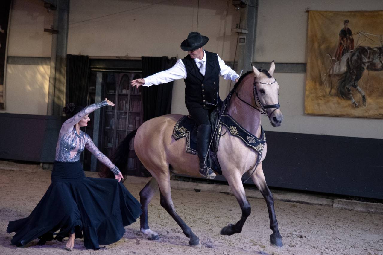 Gelding Lusitano For sale 2017 Buckskin