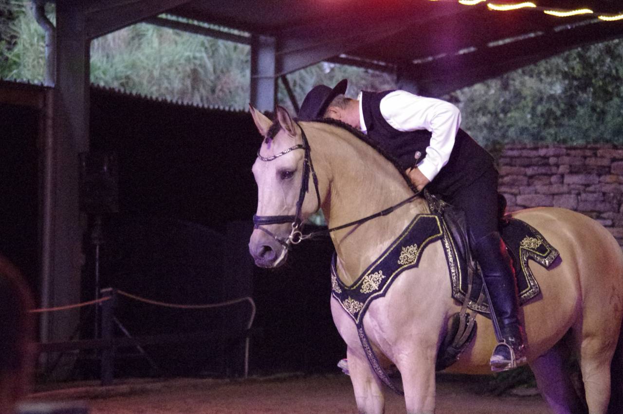 Gelding Lusitano For sale 2017 Buckskin