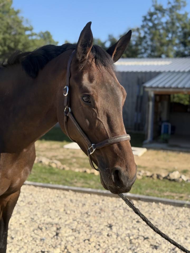 Mare Oldenburg For sale 2018 Bay
