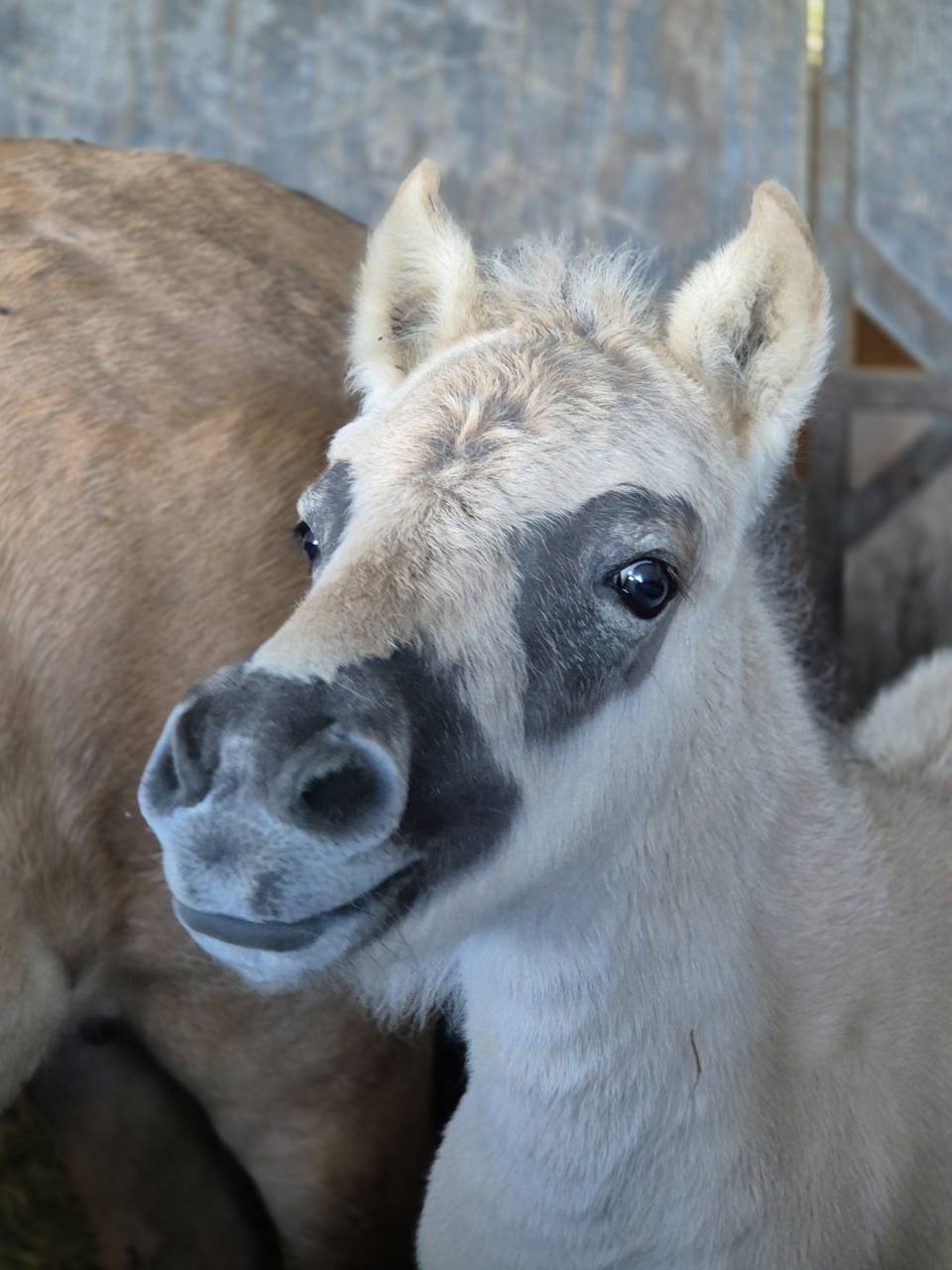 Filly Fjord For sale 2026 Buckskin