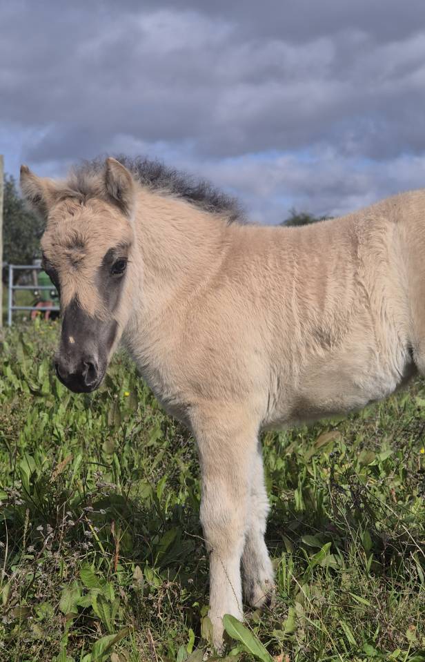 Filly Fjord For sale 2026 Buckskin