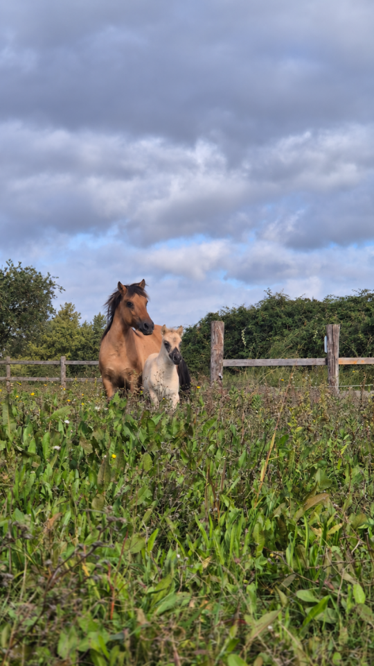 Filly Fjord For sale 2026 Buckskin
