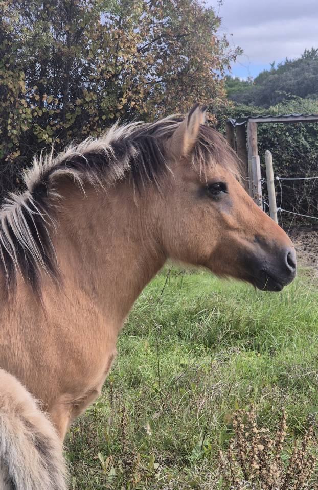 Filly Fjord For sale 2026 Buckskin