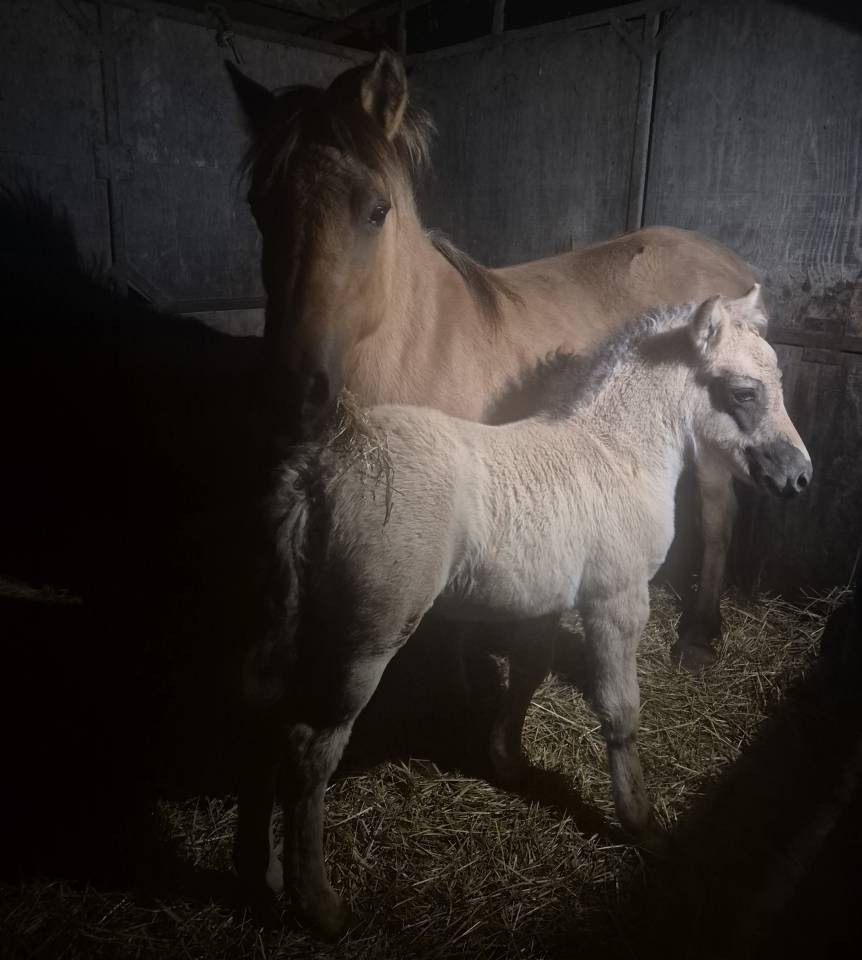 Filly Fjord For sale 2026 Buckskin